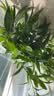 京东绿植驱蚊竹柏水培驱蚊植物盆栽办公室桌面花卉水养办公室绿植源头直发 实拍图