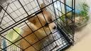 皇家狗粮幼犬奶糕幼犬狗粮宠物小型犬MIS30全价犬粮 ≤2月10KG 实拍图