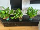 京东绿植绿萝盆栽除甲醛花卉绿植办公室新房净化空气 120款10盆源头直发 实拍图