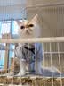 皇家猫粮 波斯成猫粮 P30 通用粮 12月以上 2KG 实拍图