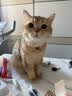 名创优品猫砂木薯猫砂20斤京东自营送货上门强效除臭猫咪猫砂木薯砂 实拍图