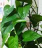 德沃多绿萝专用植物营养液6支/包园艺花肥料生根种植有机叶面肥 实拍图