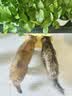 亿迪 猫粮幼猫1-4月12月全价奶糕蓝猫英短美短小猫专用离乳期3斤 实拍图