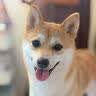 皇家狗粮 成犬狗粮 犬粮 宠物小型犬 PR27 全价犬粮≥10月2KG 实拍图