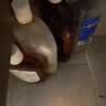 滴露（Dettol）消毒液衣物除菌液洗衣消毒水1.8L*1 衣物混洗杀菌除螨 非84酒精 实拍图