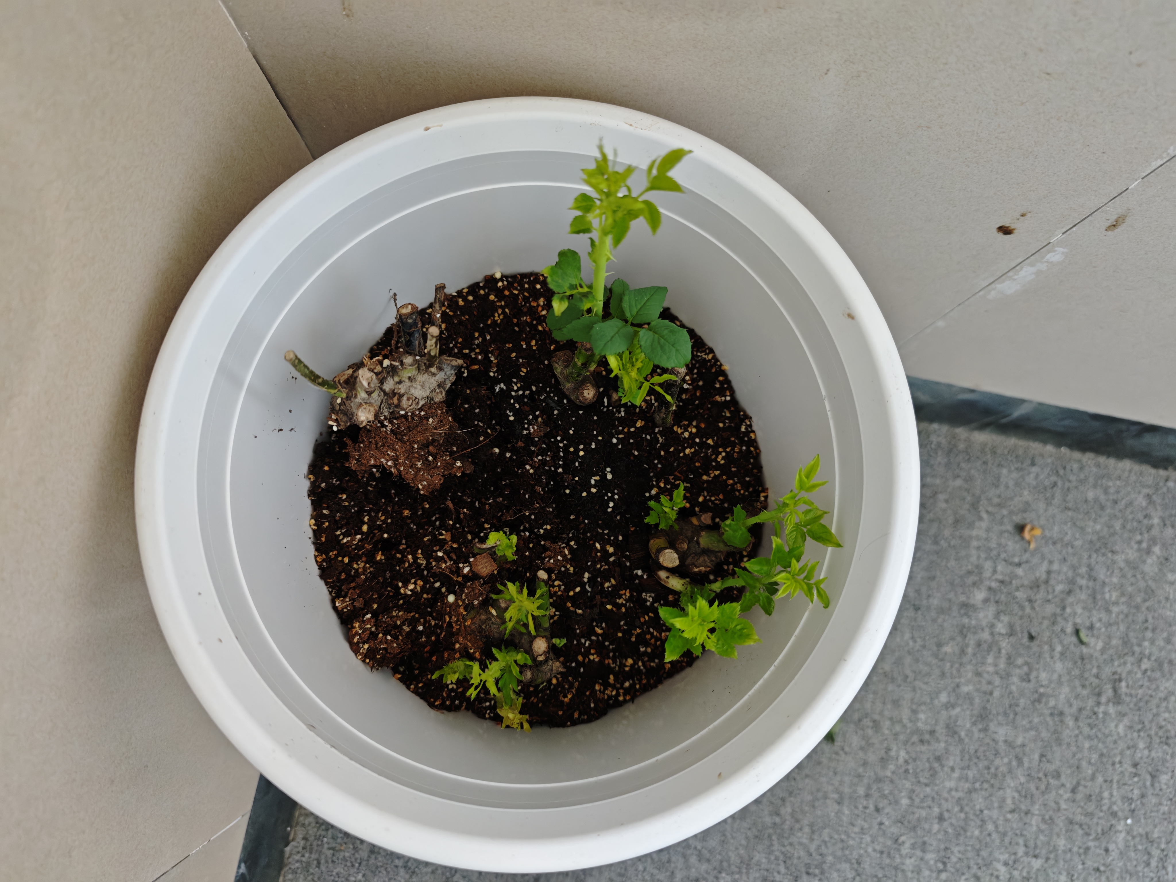 美益棵营养土养花种菜通用型40L园艺大包装蔬菜多肉盆栽绿植有机泥炭土 实拍图