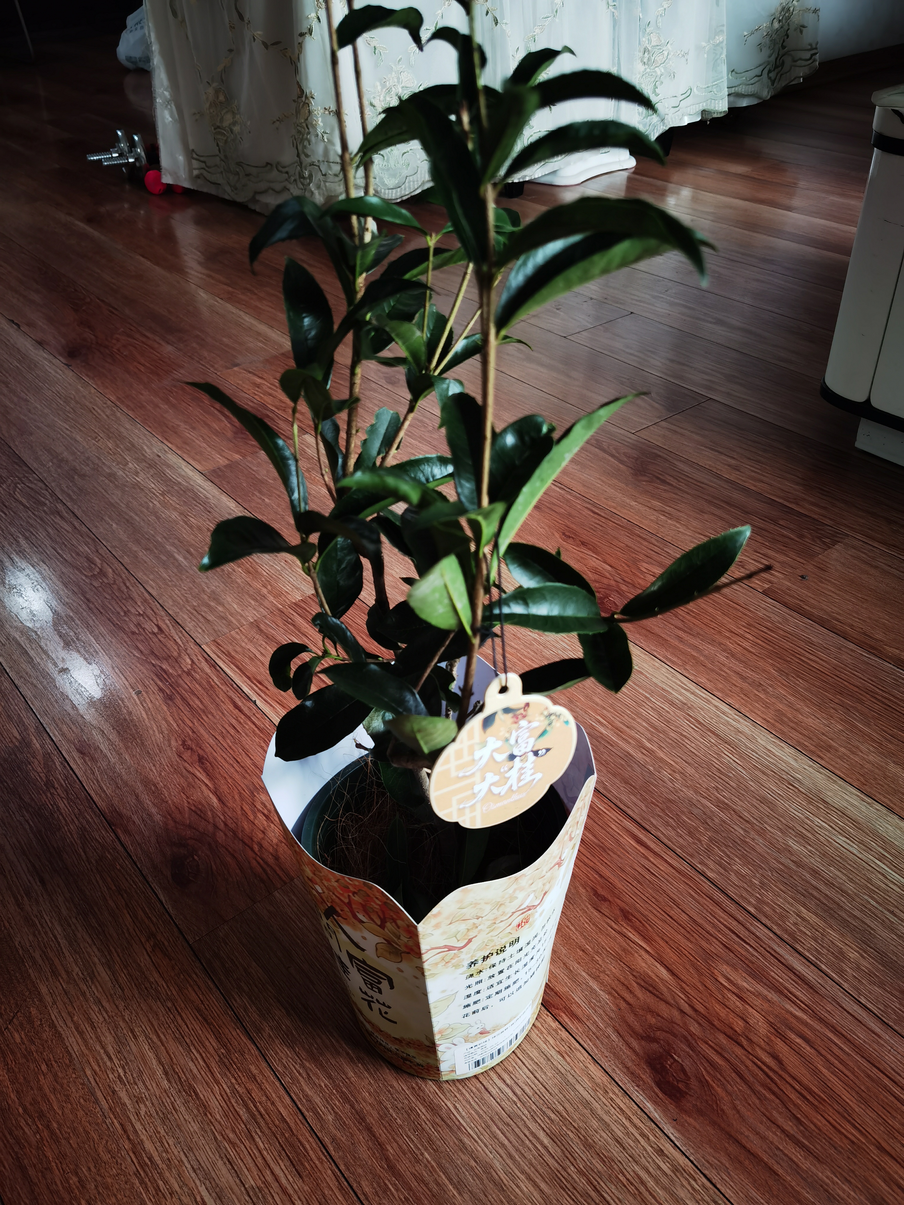 【蟾宫折桂】桂花盆栽1盆(养护后开花) 实拍图