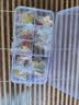优和（UHOO）标准款队徽京东自营校徽小学生 盒装精装 别针扣双厚磁扣共10个装 1021 实拍图