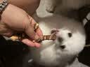 约克先生宠物零食狗磨牙棒牛骨头天然洁齿中小型幼犬烘干鸭肉绕牛软骨100g 实拍图