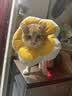 华元宠具（hoopet）猫咪伊丽莎白圈幼猫项圈宠物狗狗圈颈圈脖圈头套犬耻辱圈防舔头罩 实拍图