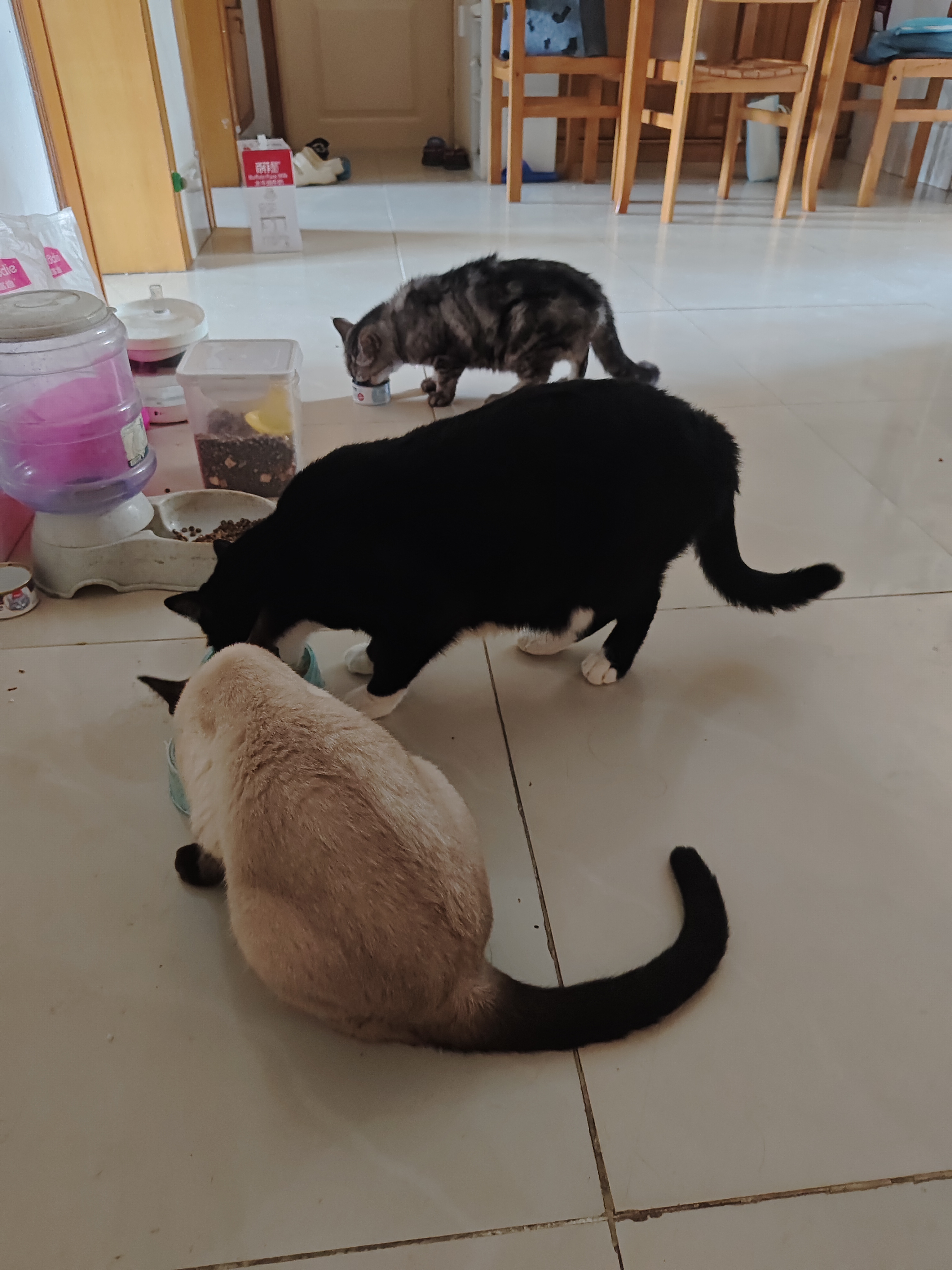 亿迪猫粮全价成猫幼猫冻干全阶段5斤布偶蓝猫英短橘猫通用小包装2.5kg 实拍图