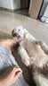 豆柴（docile）冻干四拼狗粮无谷冻干粮全年龄段全品种幼犬成犬10kg 实拍图
