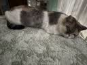 普安特宠物猫咪洗耳液耳螨狗狗滴耳液猫耳朵清洁耳垢臭痒漂护理液尔加分 实拍图