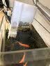 疯狂水草亚马逊水草泥和种子 水草泥鱼缸专用造景套餐水草缸底砂底沙2L 实拍图