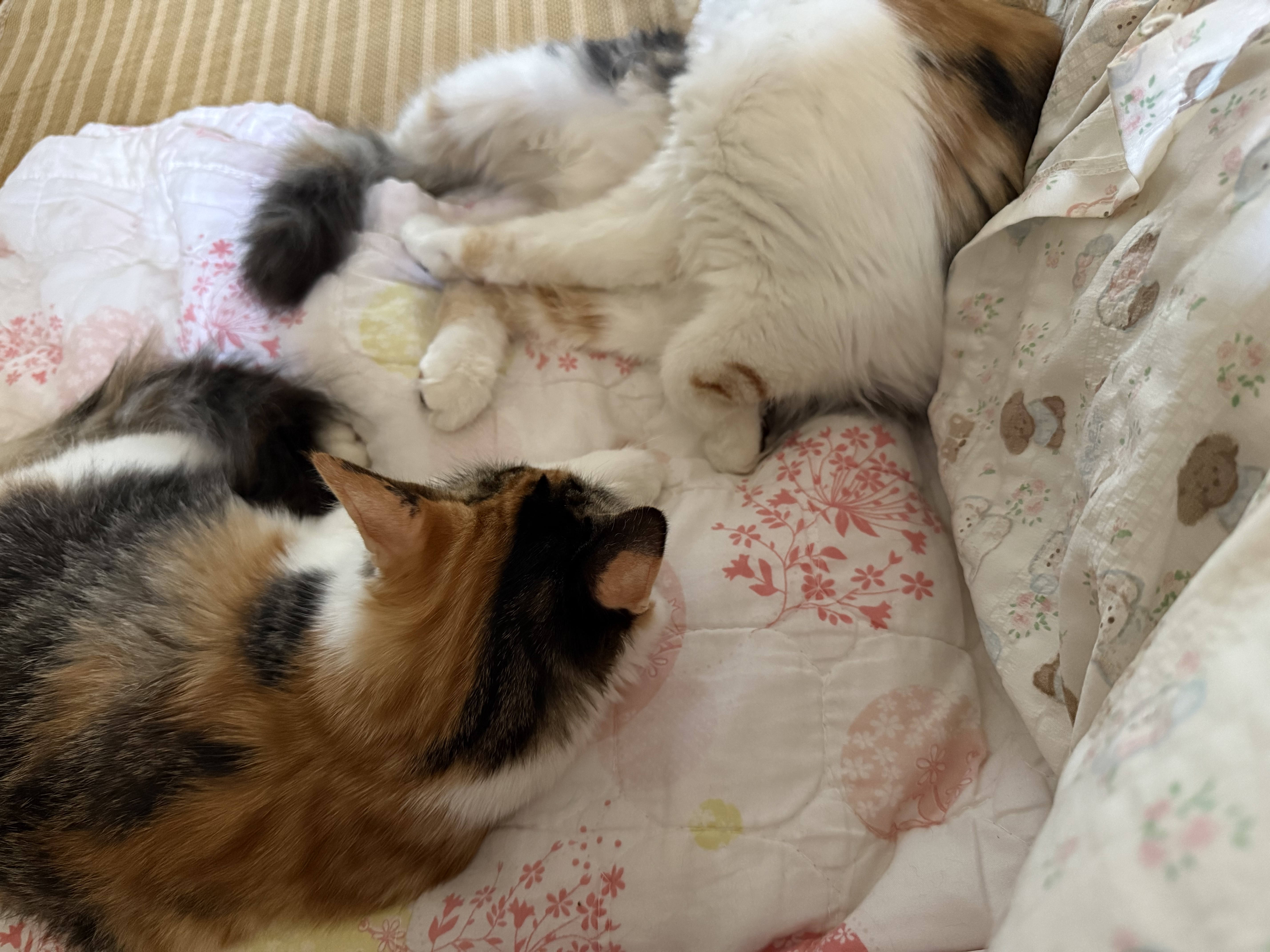 皇家猫粮 幼猫猫粮 幼猫奶糕 K36 通用粮 4-12月 2KG 实拍图