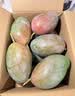 京鲜生 攀枝花【自然熟大果】凯特芒 净重8斤 单果700g 中秋礼盒 实拍图