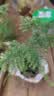 文竹盆栽绿植花卉盆景植物室内客厅水培文松云竹文竹大苗四季常青 小文竹【3棵性价比高】原土球发货 高度15-25cm 实拍图