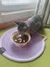 USPET宠物猫咪狗狗排梳猫梳子宠物去浮毛开结钢梳布偶长毛猫专用猫毛梳 实拍图
