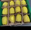 佳沛（zespri）新西兰金奇异果12粒特大果124-146g猕猴桃中秋节礼品送水果礼盒 实拍图