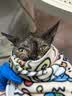 欢宠网宠物裹猫布包猫自粘猫咪包裹百贴固定器剪指甲防抓挠防跑魔术神器 实拍图