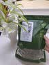 半山农蛤蟆草 野外生癞蛤蟆草荔枝草雪见草 中草药原材料整颗新货 实拍图
