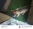 台派狗粮泰迪比熊金毛拉布拉多小型犬大型犬幼犬专用狗干粮2.5kg 实拍图