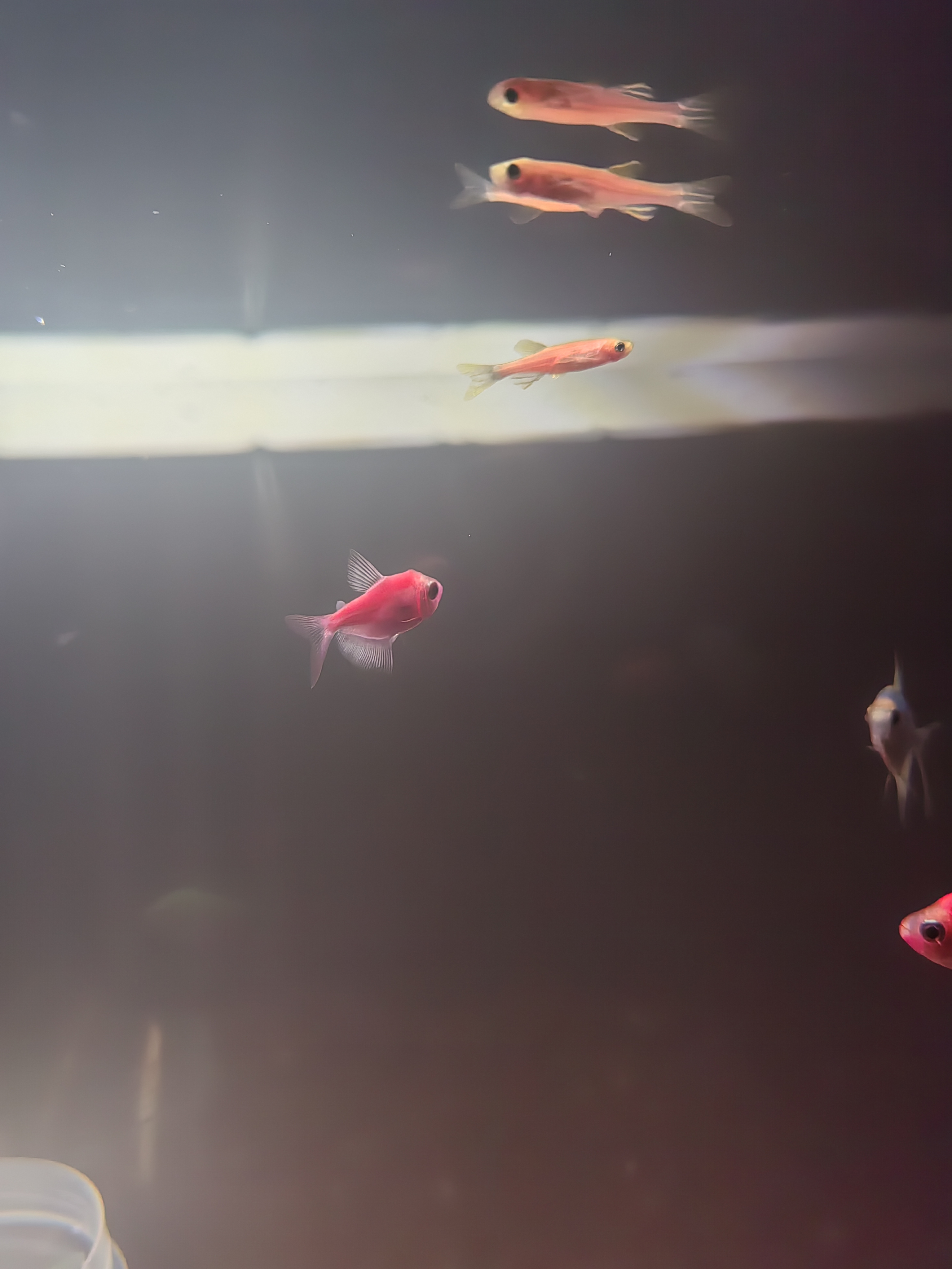 森森鱼缸过滤器干湿分离壁挂过滤制氧瀑布过滤滴流盒YBD600 8W 实拍图