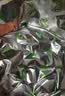 赶海弟 海带结500g 盐渍新鲜海带扣丝苗昆布片 火锅食材凉拌菜 南北干货 实拍图
