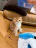 涴喵 纯种宠物猫咪活体金银渐层幼猫全程辅助养猫签订合同双重保障 【金渐层猫】 2026-10-01 - 宠物级 实拍图