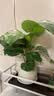 花翁北欧海芋盆栽办公室内桌面绿植花卉 青苹果竹芋+斜口瓷盆源头直发 实拍图