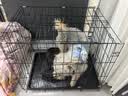 爪心相护狗笼子中小型犬家用加粗折叠宠物笼子边牧柯基比熊博美幼犬狗窝笼 加粗加厚狗笼【60*40*50cm】18斤内 赠【厕所托盘+食/水双碗+网格脚垫】清洁方便 不卡脚 实拍图