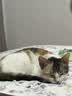 皇家宠物猫粮 幼猫猫粮K36-适用于12月龄50g 实拍图