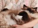 领先烘焙猫粮鲜鸡肉羊奶低温无谷幼成猫猫粮1.5kg*5（新老款随机发） 实拍图