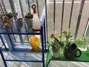 萌优优 小胖洒水壶 4L大容量浇花浇水加厚洒水壶浇花壶塑料花洒壶 绿色 实拍图