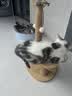 万颐猫粮冻干七拼泌尿管理成猫幼猫蓝猫英短布偶通用型猫干粮2.5kg 实拍图