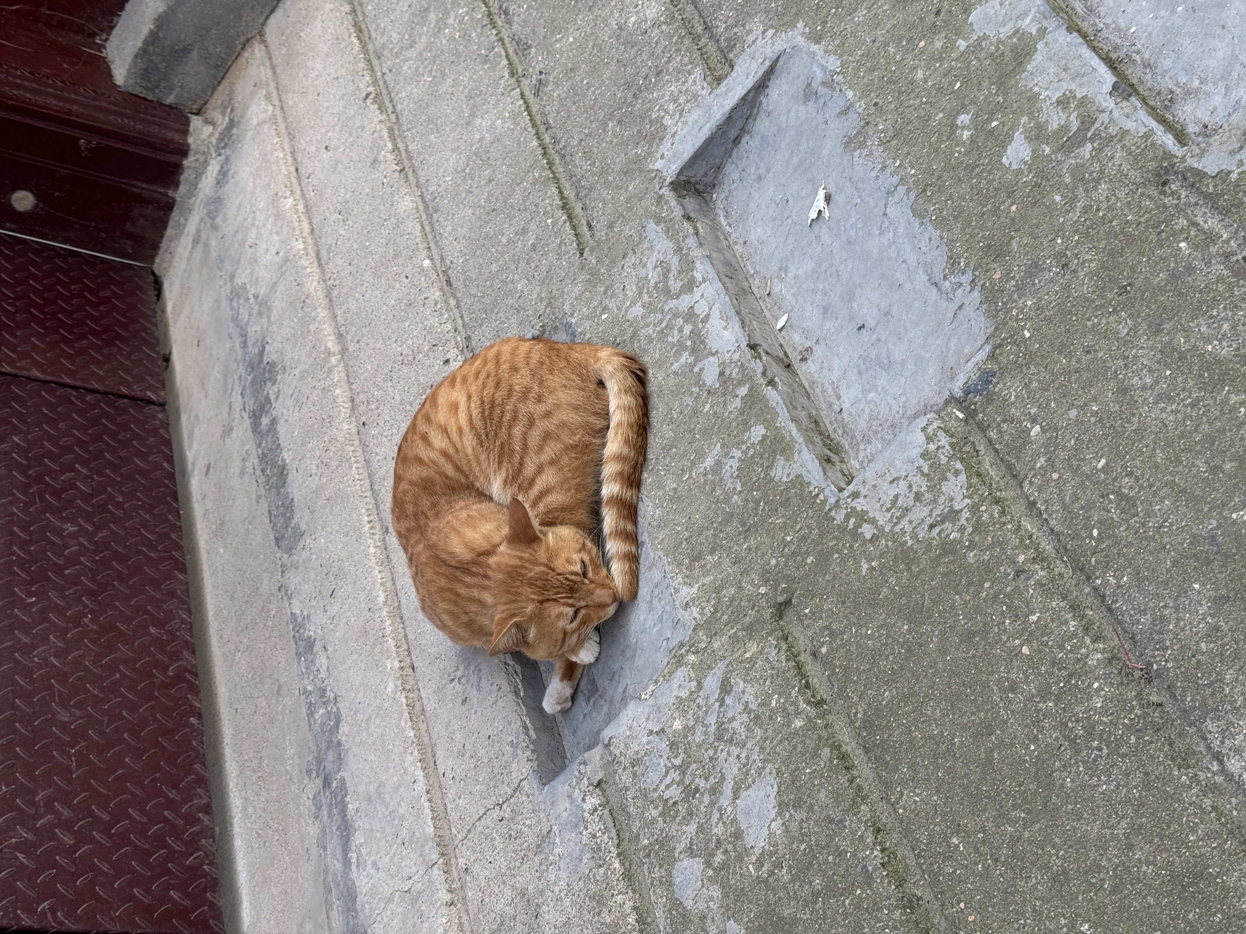 憨憨乐园猫咪磨牙棒猫玩具自嗨解闷耐咬猫薄荷球逗猫棒超大巨无霸木天蓼 实拍图