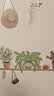 墨斗鱼墙贴画墙纸贴画墙壁装饰宿舍客厅卧室书房冰箱房间墙壁贴纸 实拍图