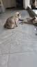 阿柴与猫猫玩具逗猫棒猫咪棒长杆羽毛钓幼小猫玩具鱼竿铃铛猫耐玩耐咬神器 实拍图