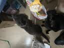 WEYES冻干鸡肉蛋黄磷虾肉松500g猫狗宠物零食犬粮伴侣营养高蛋白 实拍图