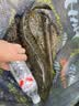 汉鼎一号七代鱼竿手竿钓鱼竿轻量大物鱼杆碳素鲫鱼竿台钓鲢鳙手杆六代 5.4m 七代强悍大综合5.4米（送49元钓鱼礼包） 实拍图