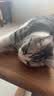 凯锐思成猫专用猫粮国产猫粮高蛋白成年牛肉味4斤 实拍图