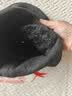 红蜻蜓帽子男冬季防寒保暖毛线帽东北冬天防风冷帽加绒防冻针织帽棉帽女 实拍图
