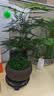 幼薇文竹盆栽植物室内绿化四季迷你办公室绿植摆件桌面好养创意小盆景 文竹+紫砂圆盆+圆形底盘 带盆栽好 实拍图