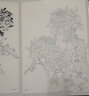 范本传真·白描花卉写生范本：百菊谱 实拍图