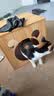 星益生趣（STELLA&CHEWY'S）SC美国进口猫粮RC冻干涂层全价无谷鸡肉4.5kg主食冻干高蛋白 实拍图