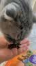 自然光环Halo猫粮成猫【新品】纯鲜肉增肥美毛护肤成猫粮鸡肉味试吃装50g 实拍图