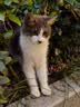 品卓猫儿嘻 全价猫粮 鸡肉牛肉配方成猫幼猫通用蓝猫英短 布偶猫粮 实惠囤货装20斤 实拍图