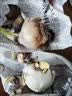 沭之美漳州水仙花种球水培年宵花卉耐寒室内外桌面阳台好养植物源头直发 实拍图