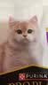 冠能猫粮成猫猫粮三文鱼味2.5kg 全价猫粮 稳固免疫 适口性强 实拍图