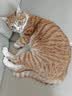 希尔思Hill‘s进口全价低敏粮成猫希尔斯养胃猫粮防过敏美毛猫干粮7磅/3.18kg 实拍图